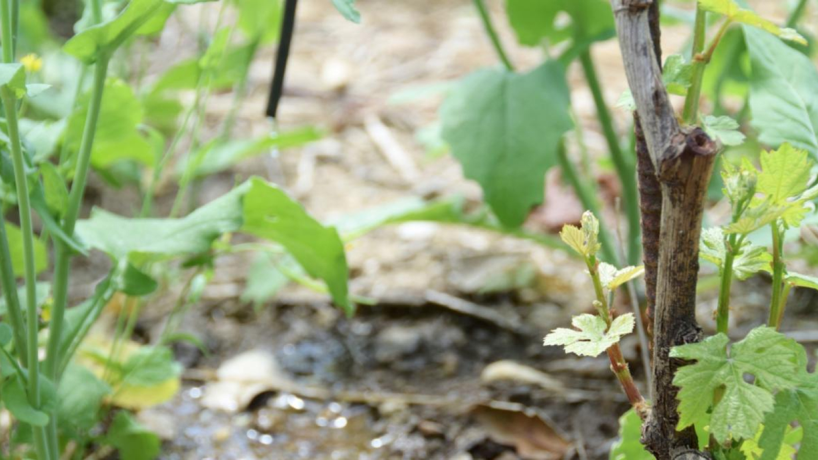 Reaping the Benefits of Cutting-Edge Irrigation Technologies