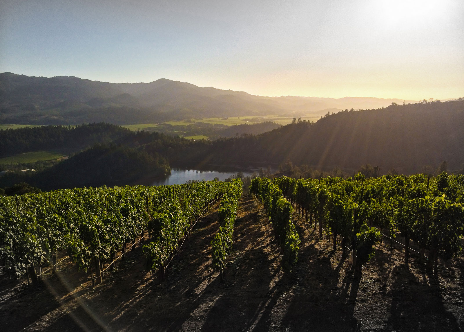 The Green Wine Trail: 10 of Napa’s Most Sustainable Wineries