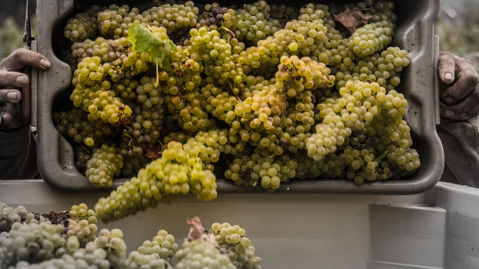 Winners Announced for Sixth Annual California Green Medal: Sustainable Winegrowing Leadership Awards