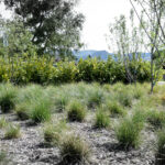 Cakebread parking lot