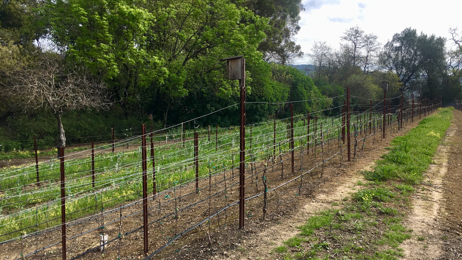 Silenus Winery Takes Farming to the Next Level
