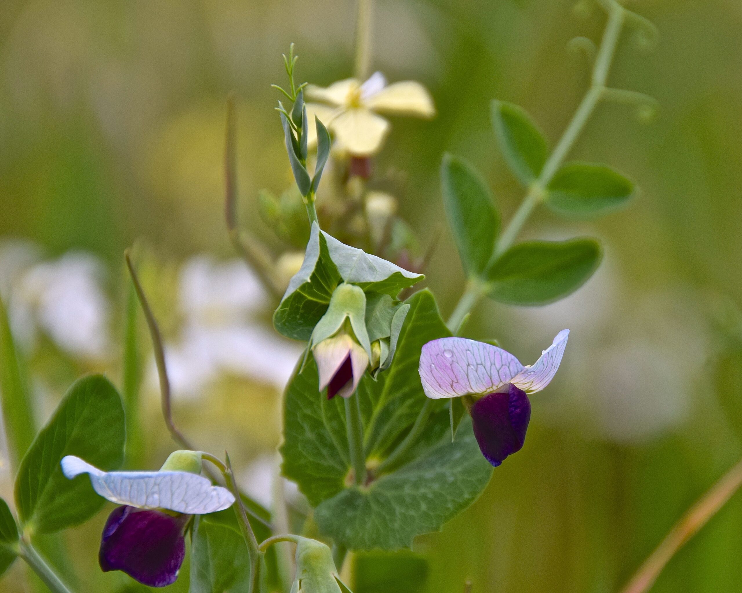Rutherford Dust Society Announces 100% Participation in Napa Green Land Program