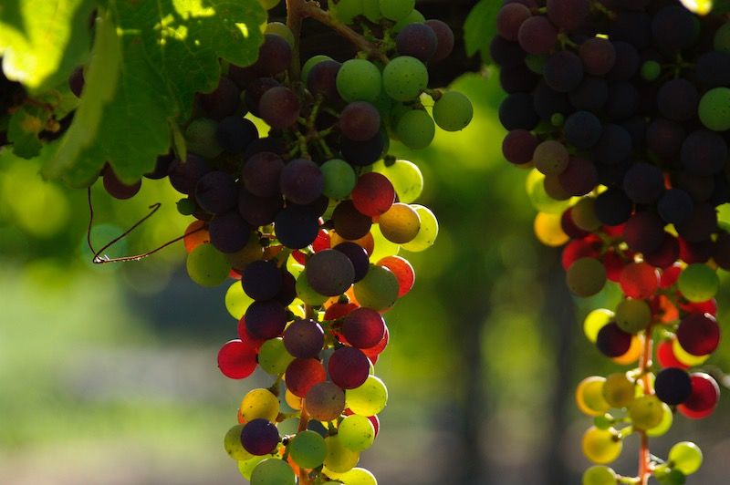 Napa Valley Vintners Named Ethical Company of the Year by The Drinks Business Green Awards