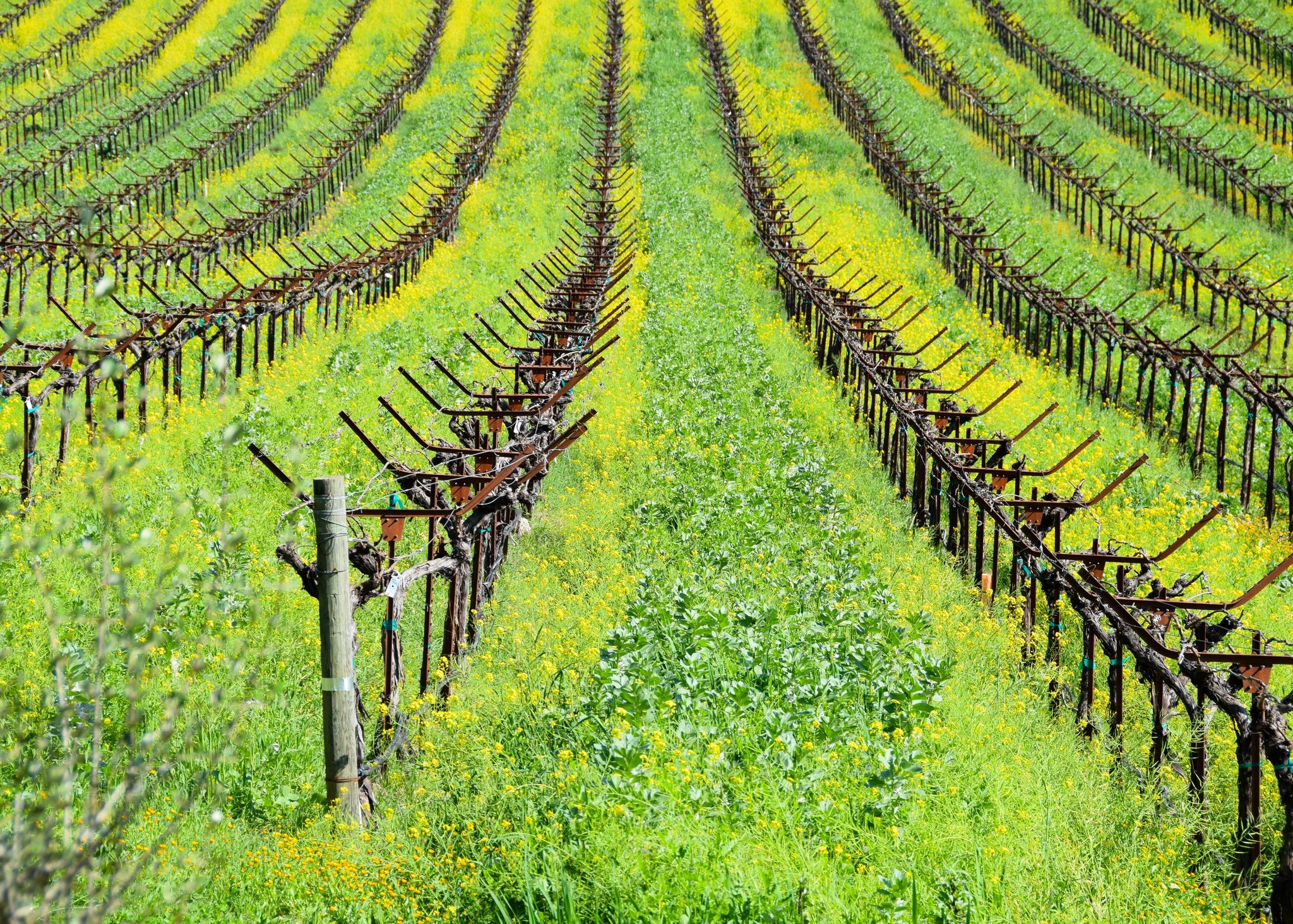 Napa Green, aided by Napa Valley Vintners, to become nonprofit organization