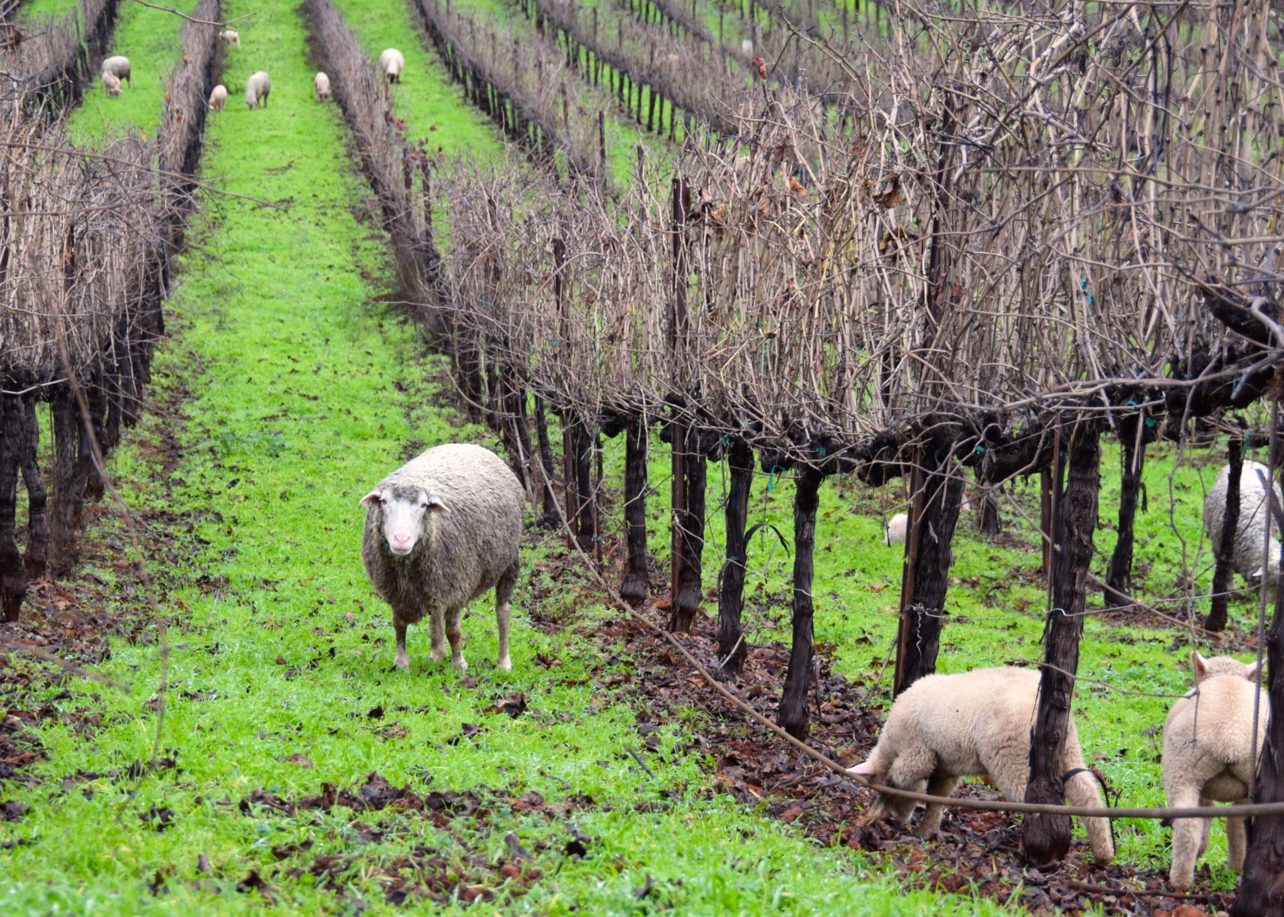 Grazing For Vineyard Health And Fire Resilience Field Day
