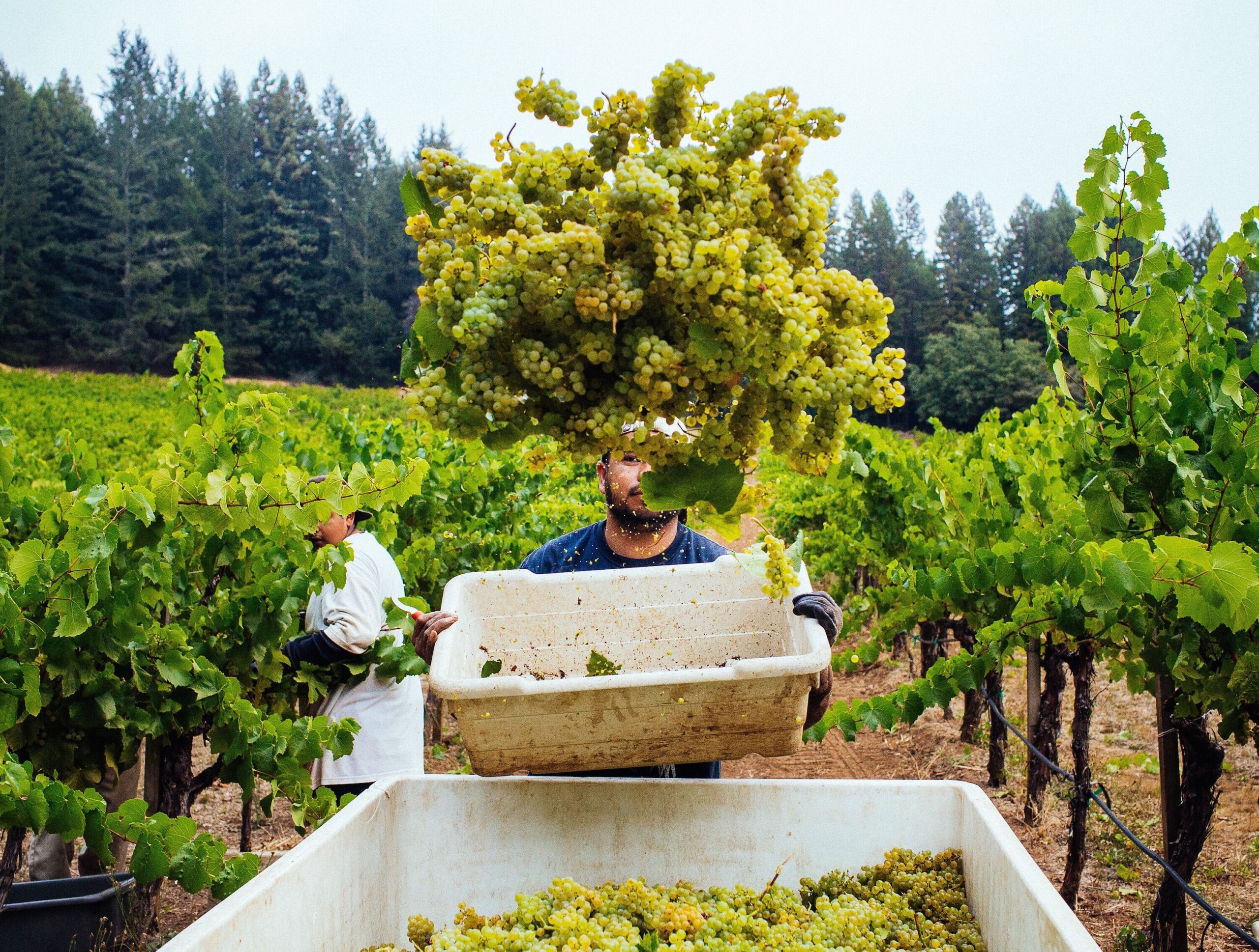 Napa Green Launches Premier Tasting Passport with Experiences at 16 Certified Sustainable Wineries