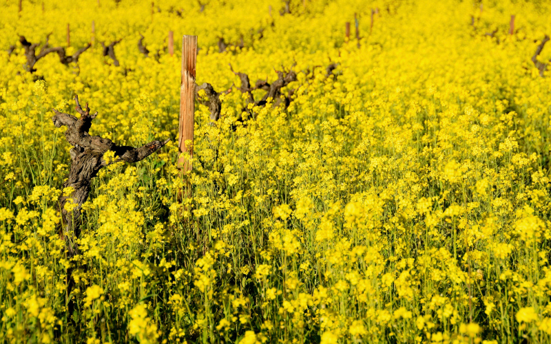 Napa Green sustainability group for wineries spins off as nonprofit, names top exec