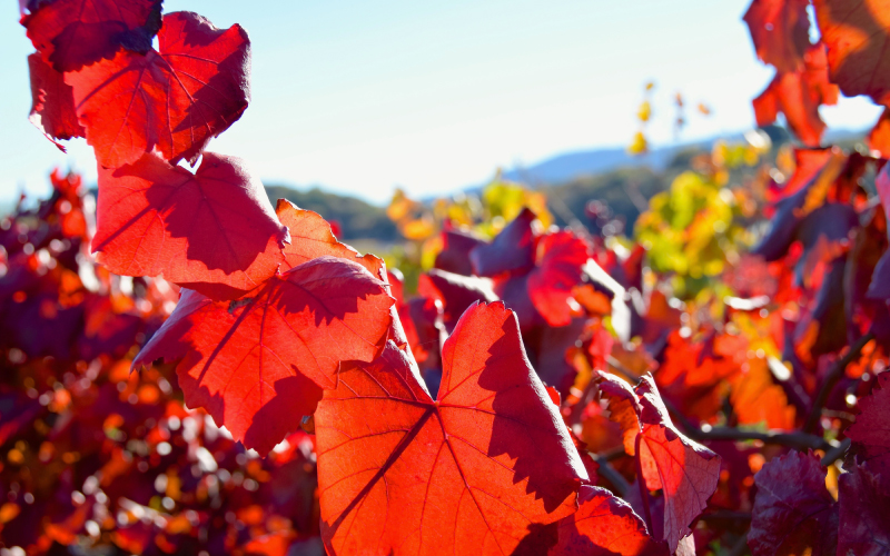 Winners Announced for Fourth Annual California Green Medal: Sustainable Winegrowing Leadership Awards