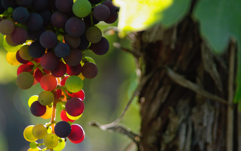 Sip Wine in These Sustainable Wine Regions Around the World