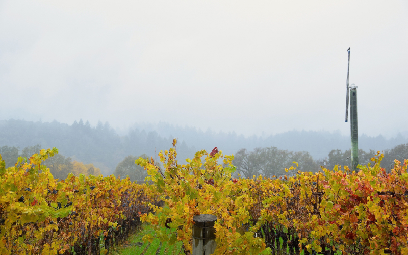 Napa Green Celebrates ‘Down to Earth Month’ with an Enhanced Commitment To Climate Action