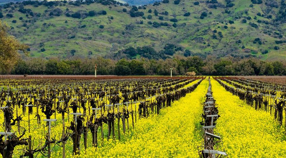 Take a “Green” Winery Tour of Napa Valley