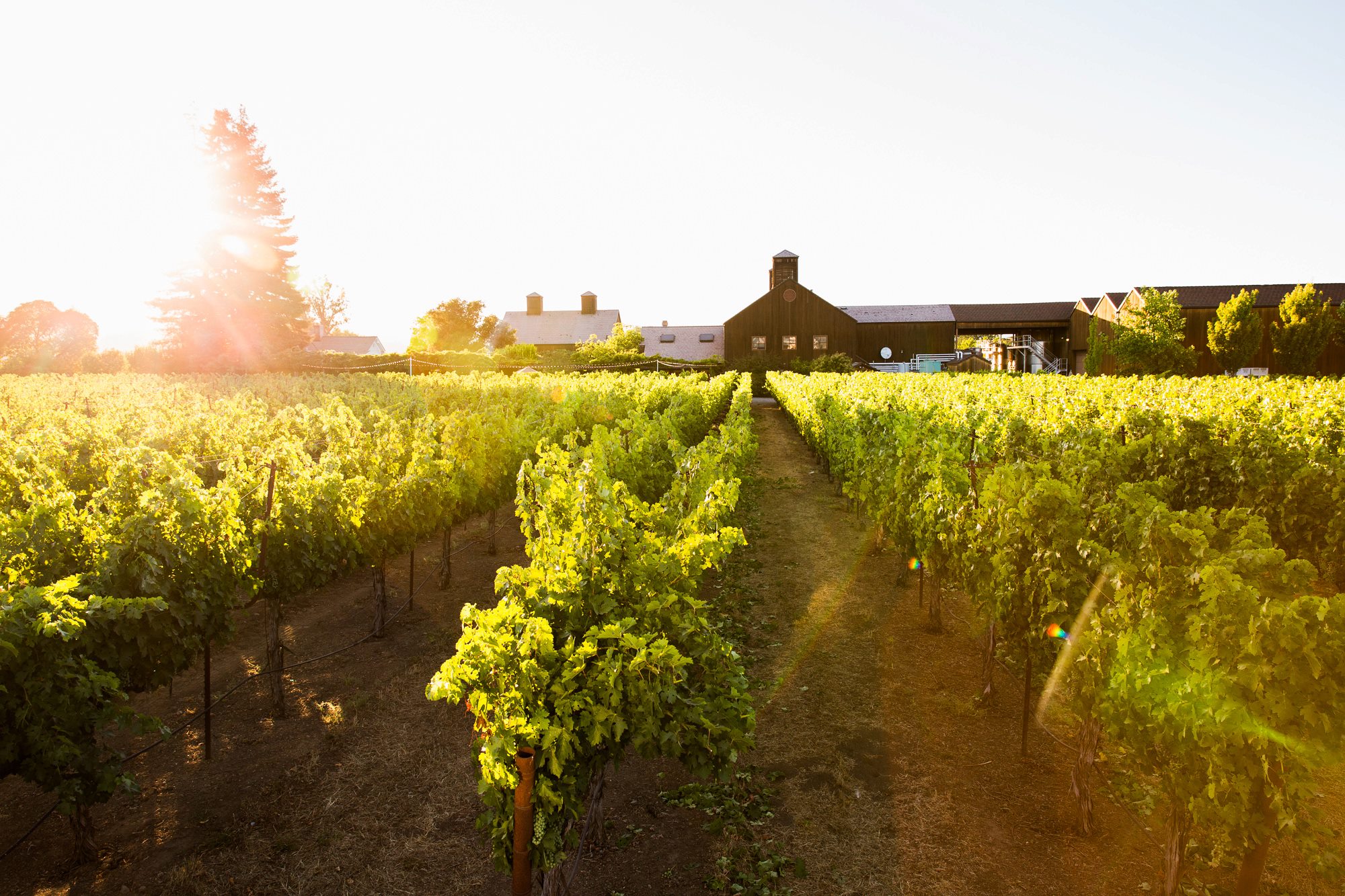 Turnbull Becomes a Napa Green Certified Winery