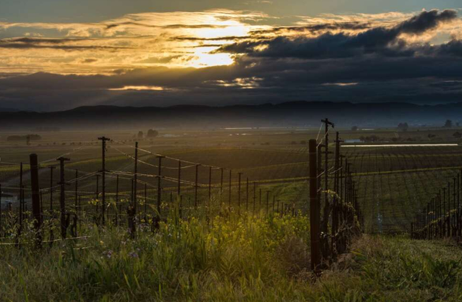 Wine Ink: Wine and Earth Day