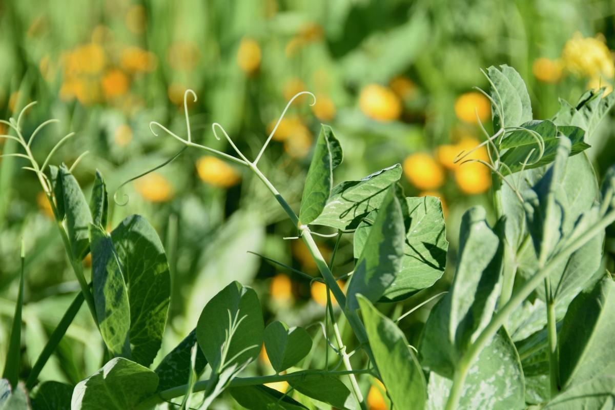 The Climate Connection: Napa Green takes on the Climate Challenge