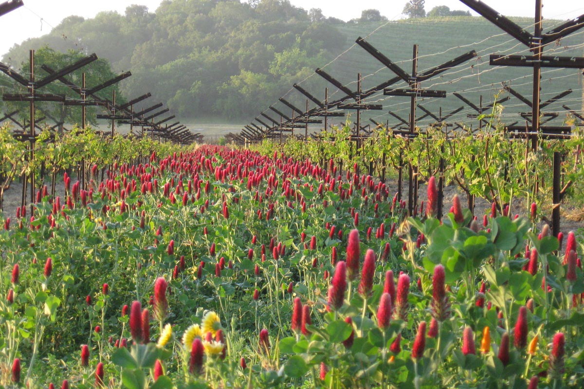 Do Sustainably Made Wines Taste Better?