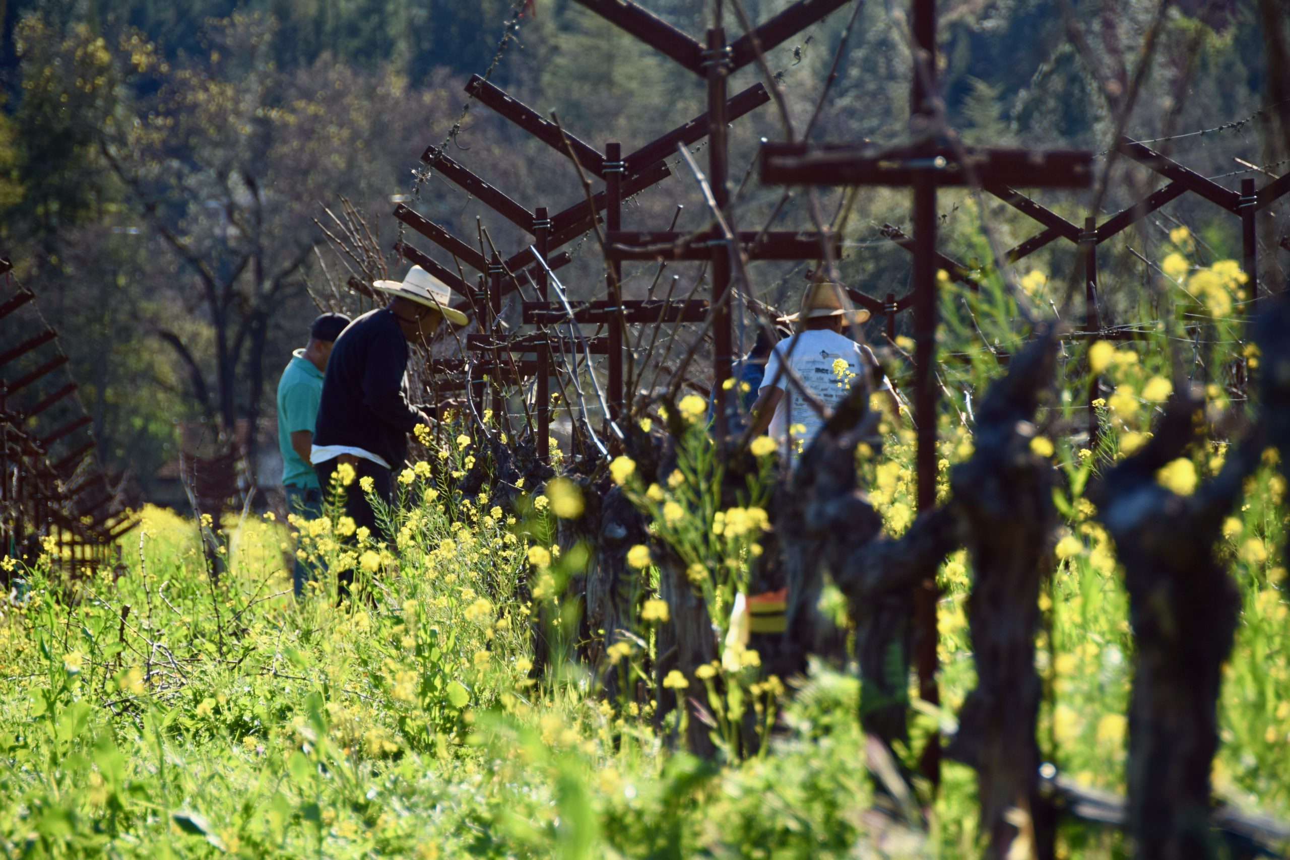 New Napa Green Vineyard Certification Sets Leading Industry Standard for Climate Action, Regenerative Farming, and Social Equity