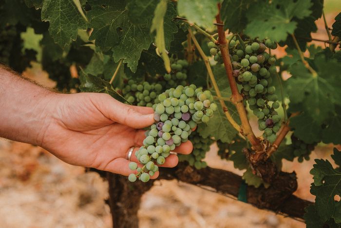 How Premier Wine Regions Are Adapting to Climate Change