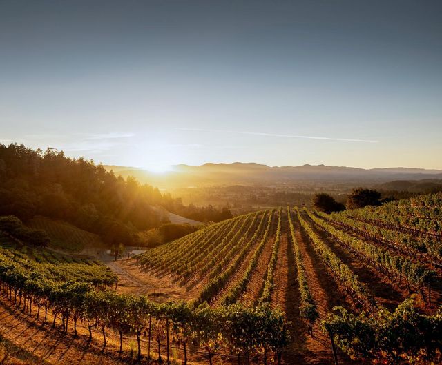 Newton Vineyard Receives Organic Certification for Three Estate Vineyards