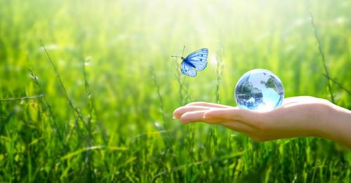 How Napa And Sonoma Vineyards Are Going Beyond Sustainability To Embrace Climate Positive Goals