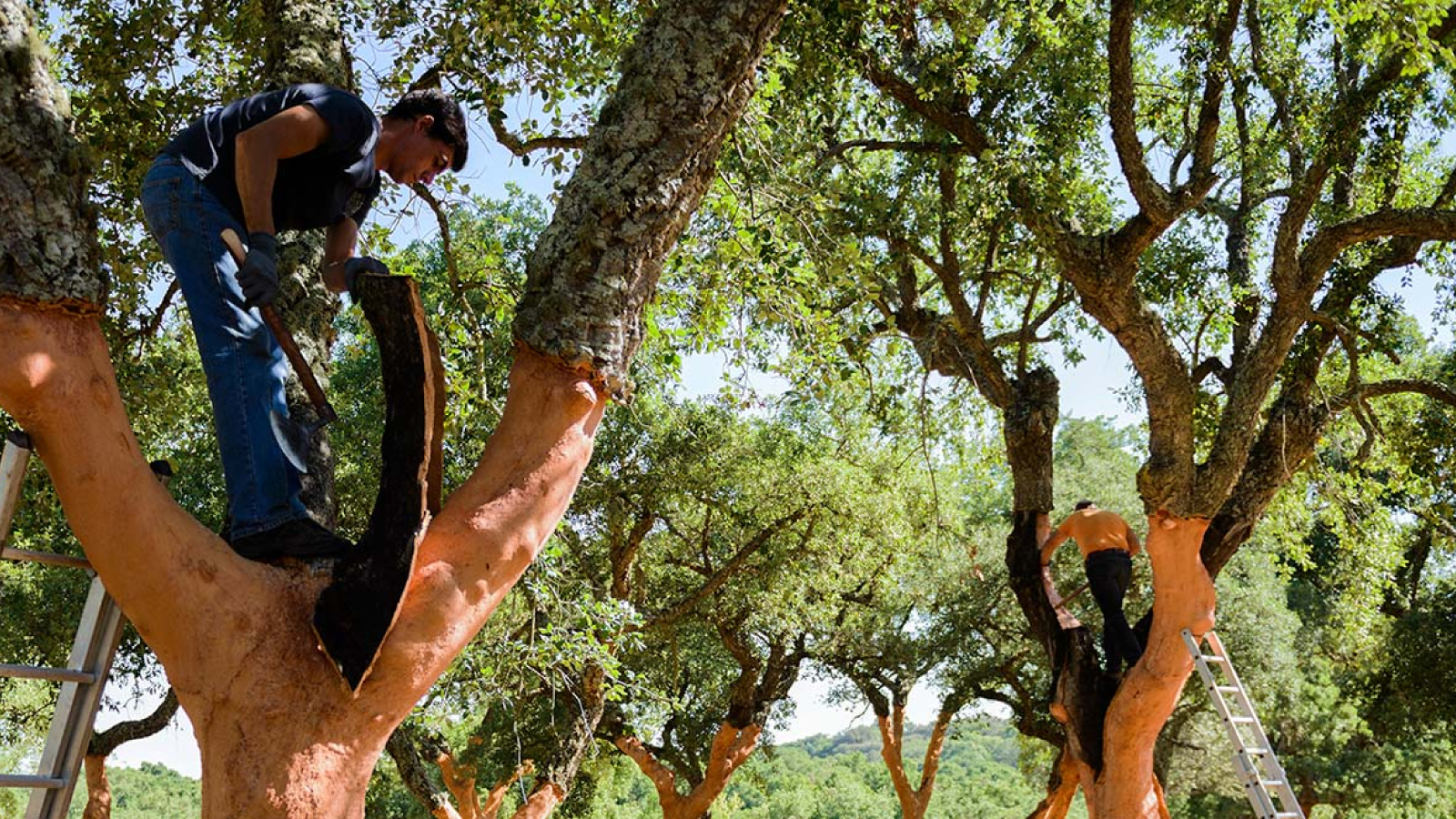 Natural Cork is a Win for Planet and People
