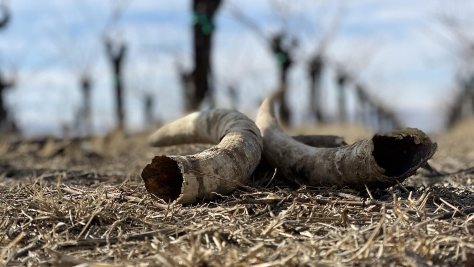 The Science, Ethics, and Spirituality of Regenerative Farming