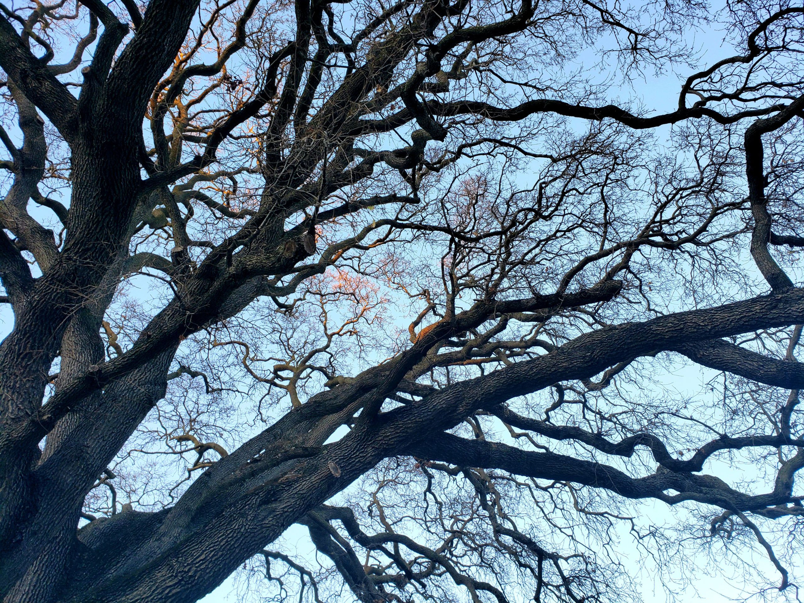 Forest Management for Health & Resilience