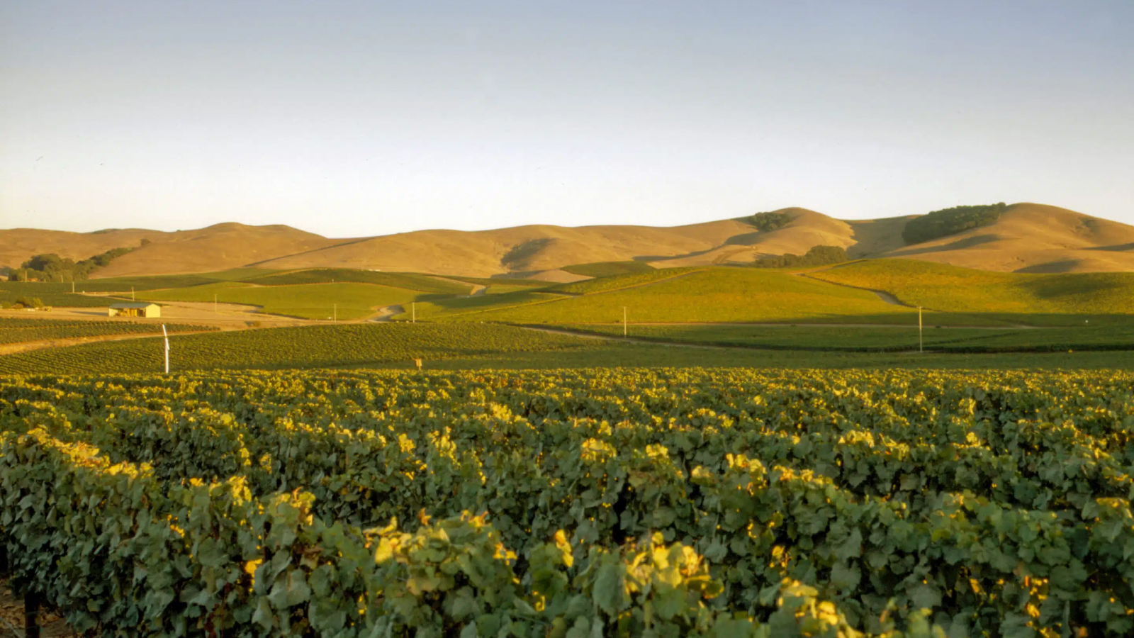 Grgich Hills Estate – Growing Vineyard Health, ROI, and Welcoming Companion Plants