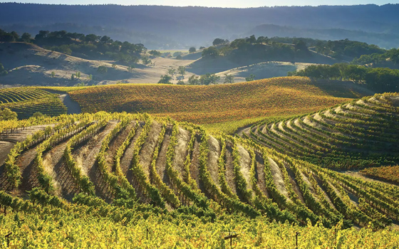 Napa Green: How One Sustainability Program Is Working to Save Napa Valley