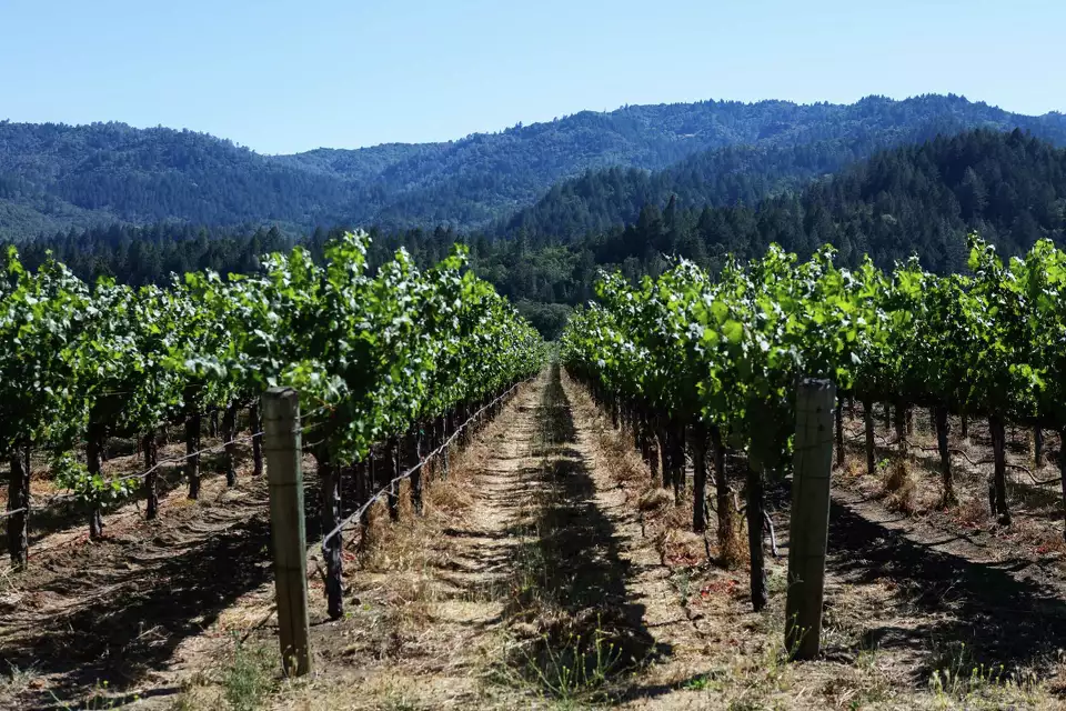 This weed killer is one of Wine Country’s biggest controversies. Can a Napa group phase it out?