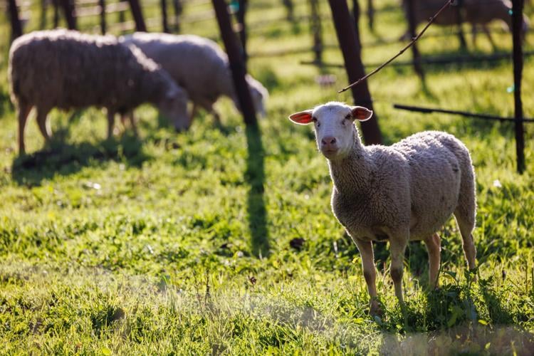 Napa Valley growers deploy sheep to produce healthier vineyards