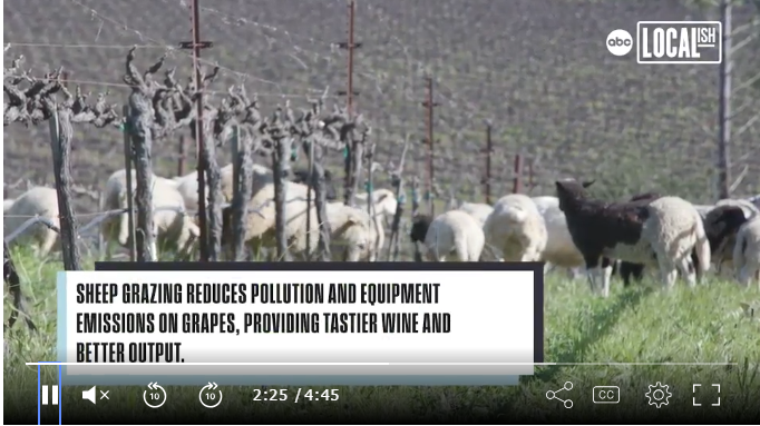 Napa Vineyard Sheep Grazing promotes sustainable agricultural practices and better wine