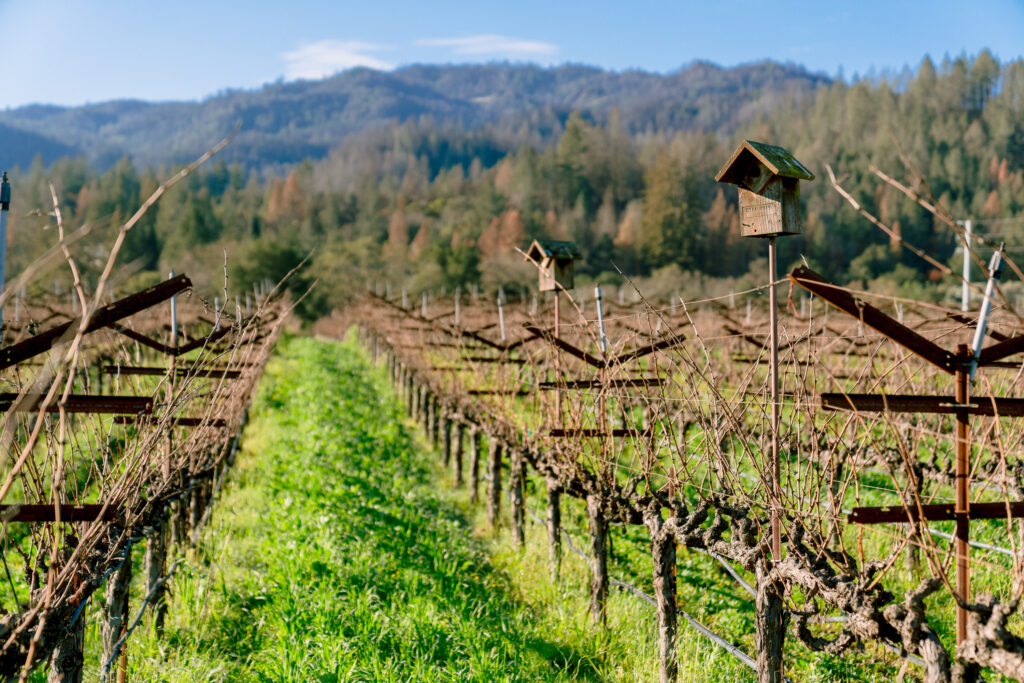 Regenerative Agriculture