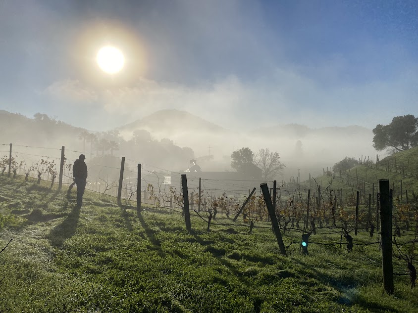 Napa Green Celebrates Over 80 Vineyards & 40 Growers Certified as Regenerative, Climate Smart Napa Green Vineyards