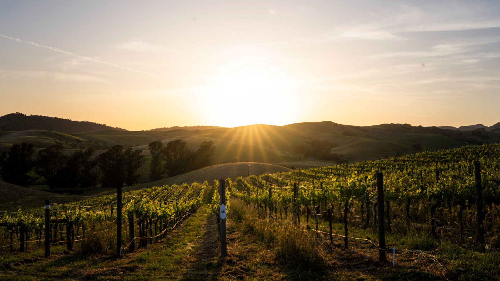 Firetree Family Vineyards