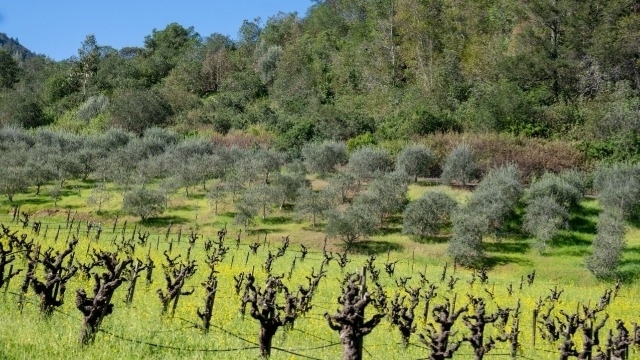 Founded in 1879, Inglenook Receives Napa Green Vineyard Certification as The Estate Celebrates 50 Years of Coppola Family Stewardship
