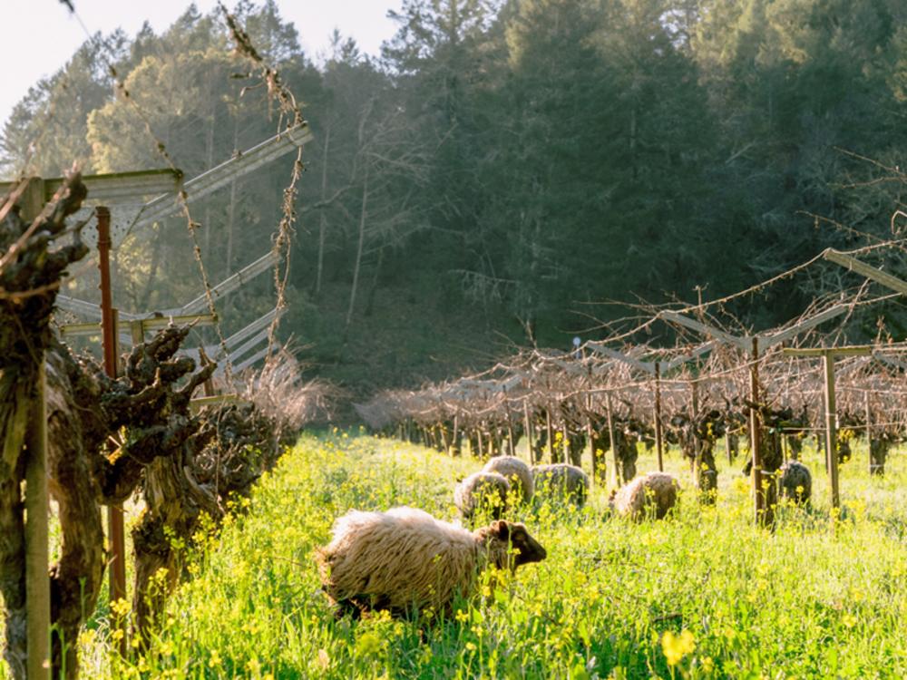 Sip Sustainably This July in Napa Valley