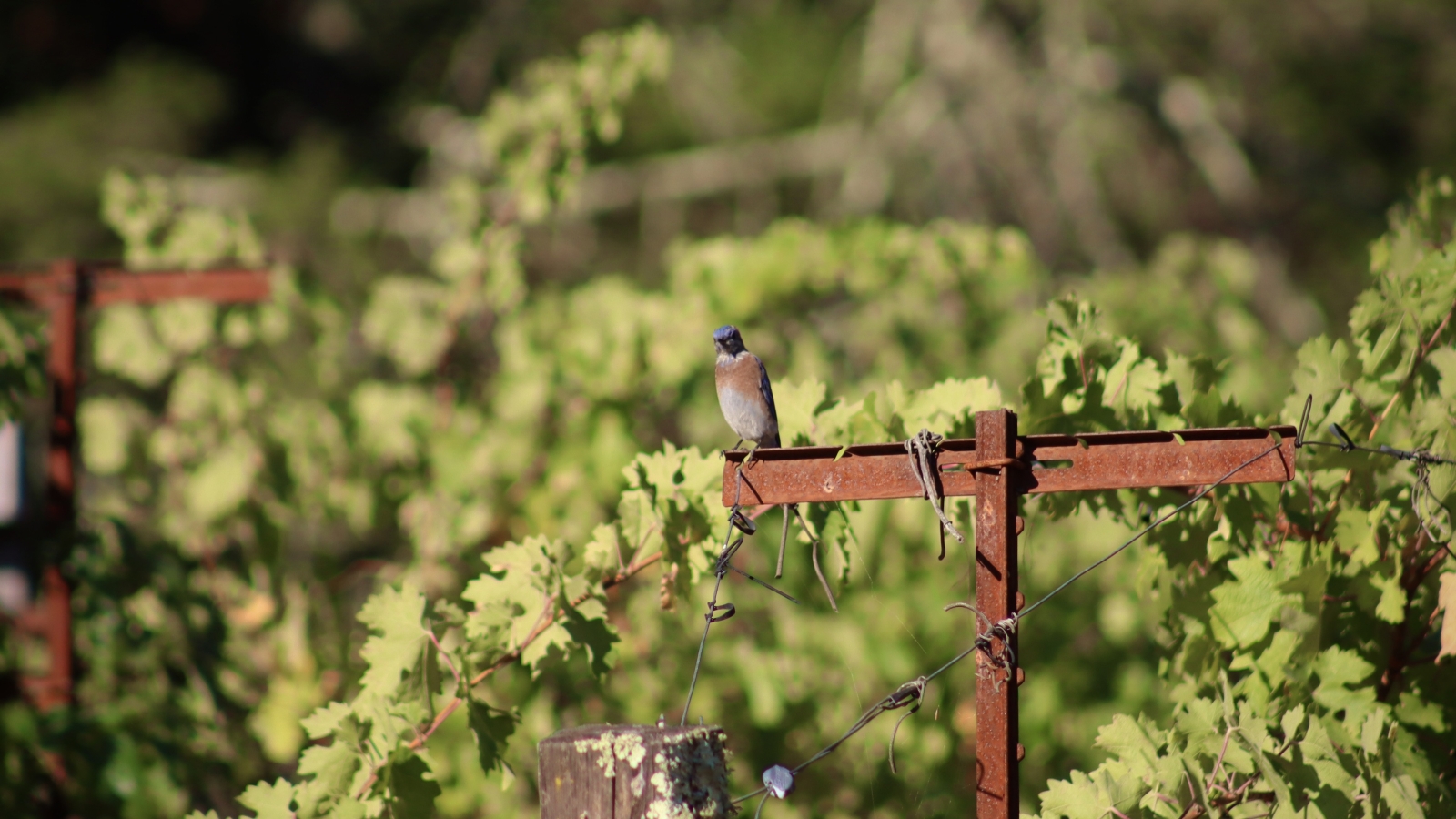 Birds, Bees & Butterflies: Biodiversity in the Vineyard