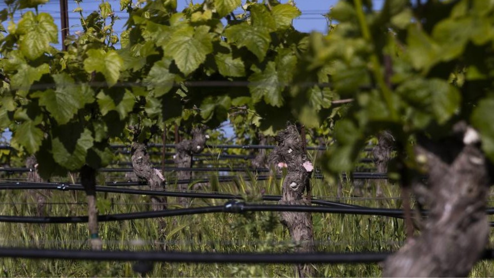 Irrigation Efficiency