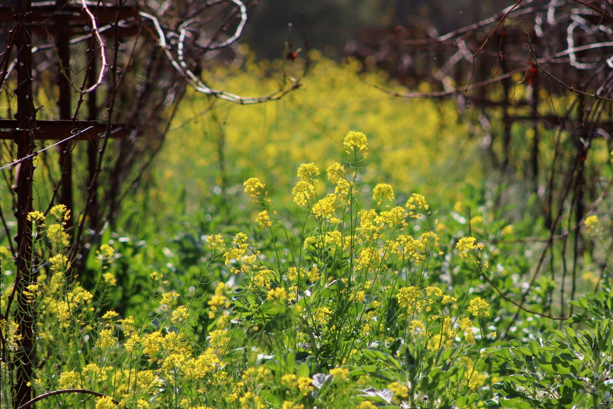 Napa One Block Challenge™ Field Day