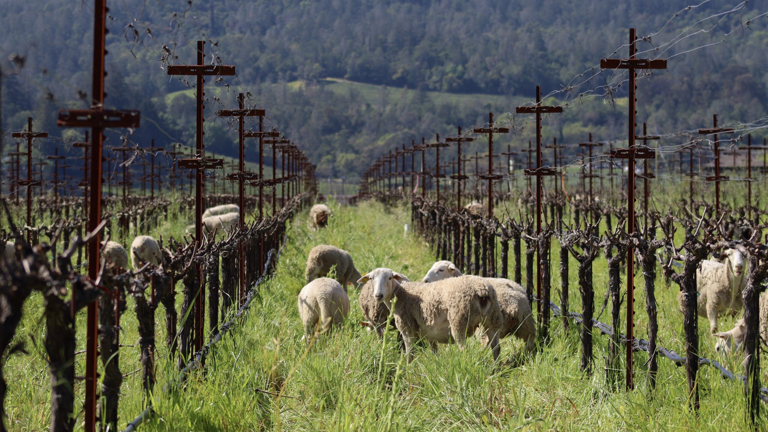 The wooly workers behind Corison’s Cabernet